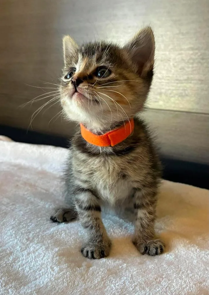A baby small-sized female Tabby cat named Princess Leia for adoption in TULSA, OK