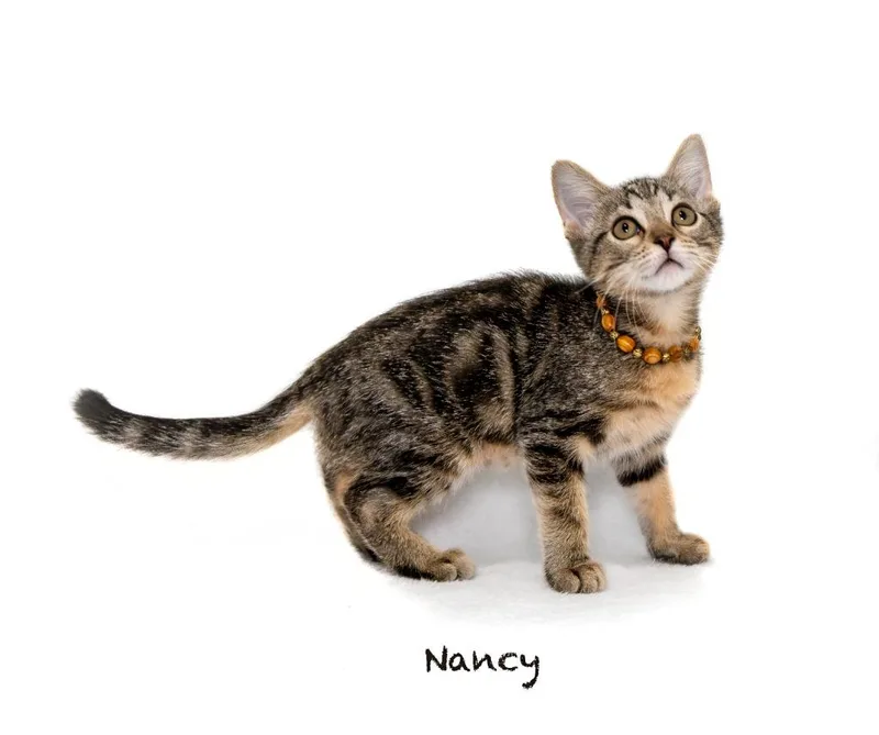 A baby small-sized female Domestic Short Hair cat named Nancy for adoption in Hot Springs Village, AR
