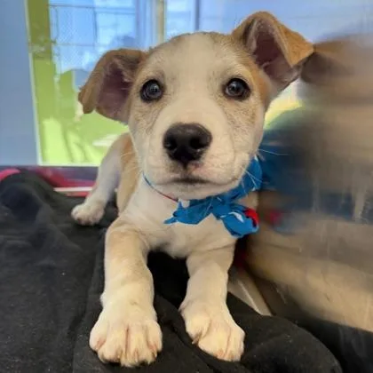 A young medium-sized male Pit Bull Terrier dog named Rez for adoption in Phoenix, AZ