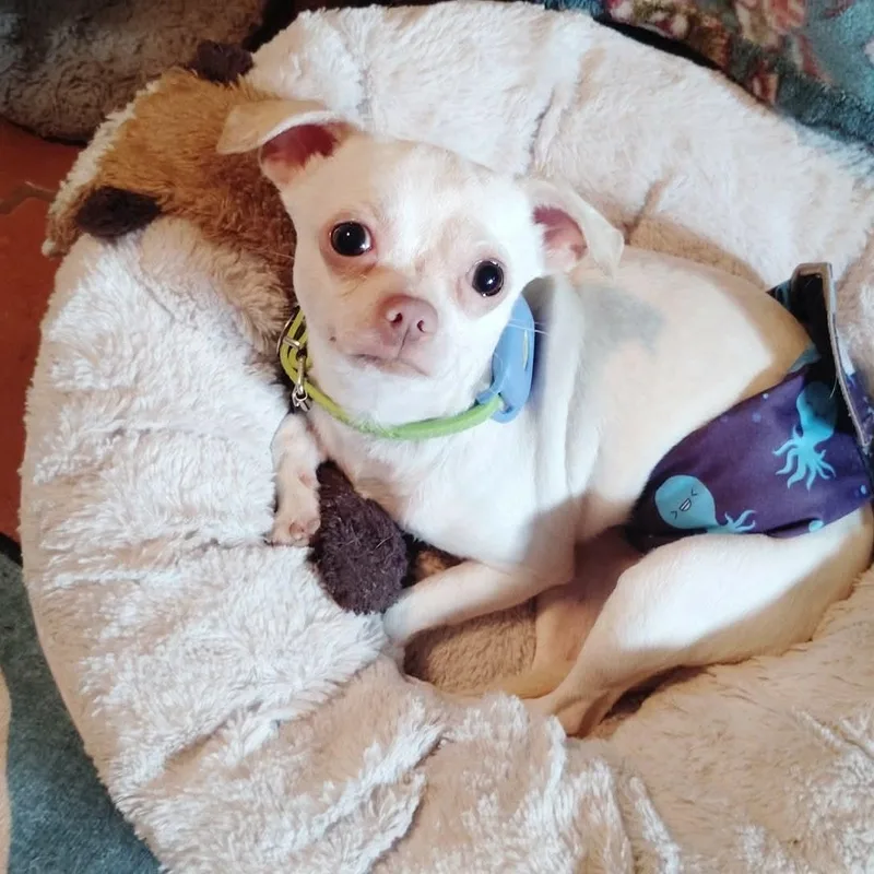 A young small-sized male White / Cream Chihuahua dog named Donnie for adoption in Warren, RI