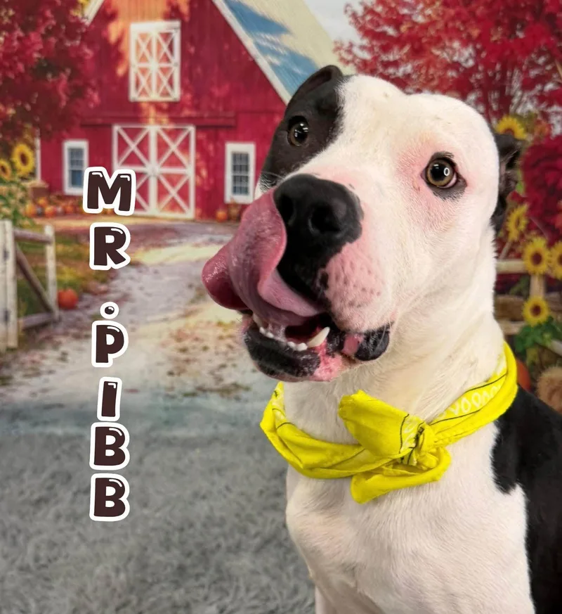 A young medium-sized male Mixed Breed dog named Mr. Pibb for adoption in Flint, MI