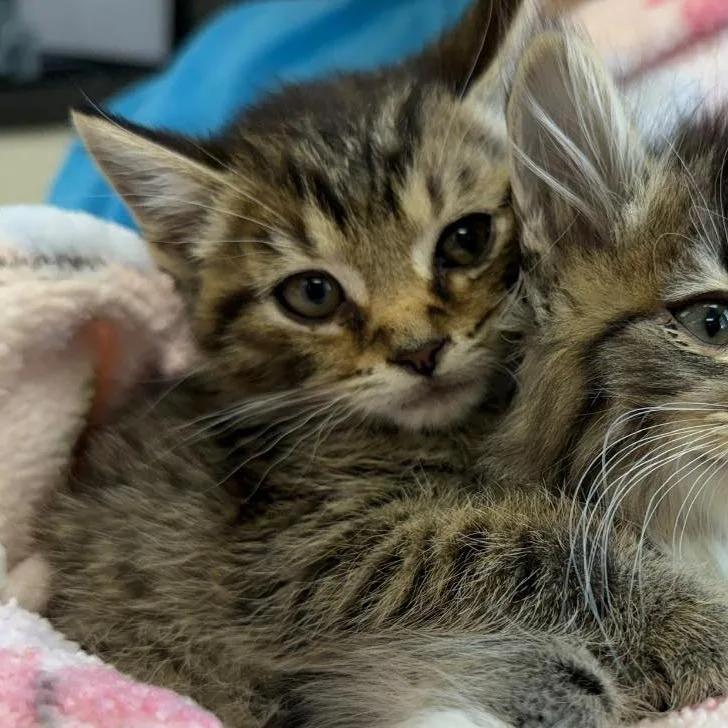 A baby small-sized male Gray / Blue / Silver Domestic Short Hair cat named Tator for adoption in Caryville, TN