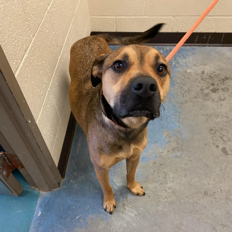 A young medium-sized male Brown / Chocolate Mixed Breed dog named Hero for adoption in Memphis, TN
