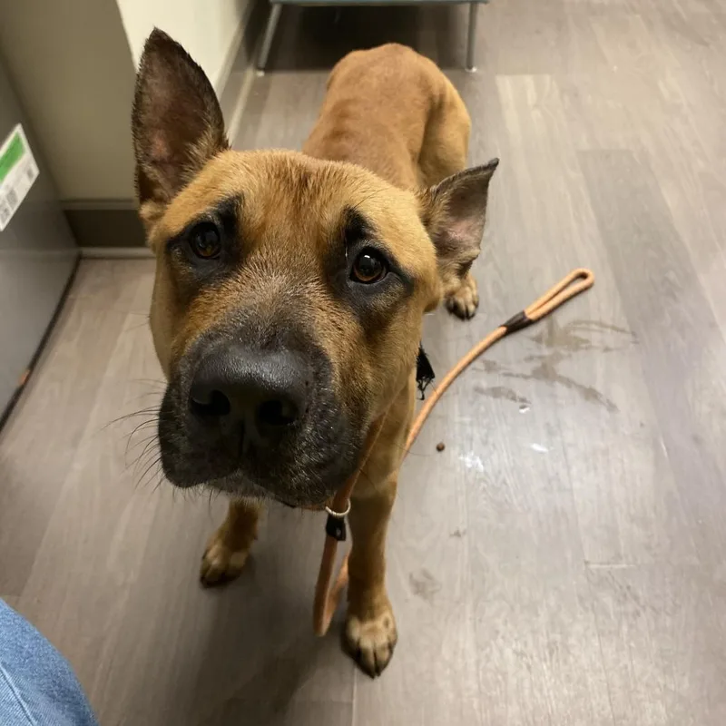 A young medium-sized male Golden Shepherd dog named Anakin for adoption in Lynchburg, VA