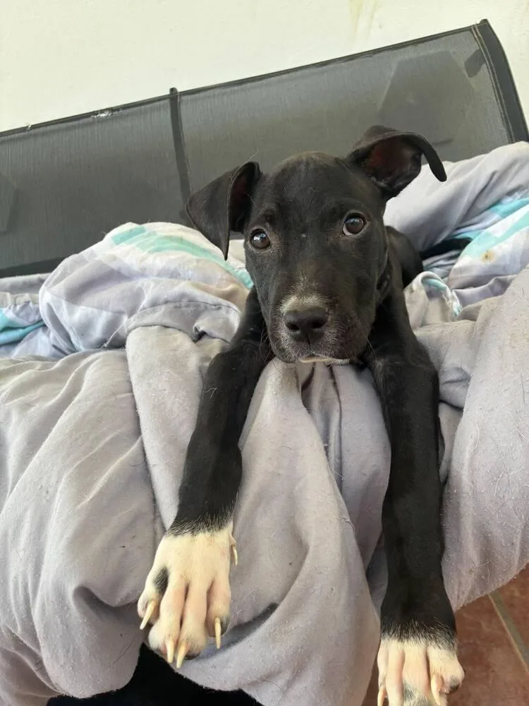 A baby medium-sized male Tricolor (Brown, Black, & White) Mixed Breed dog named George for adoption in Naranjito, PR