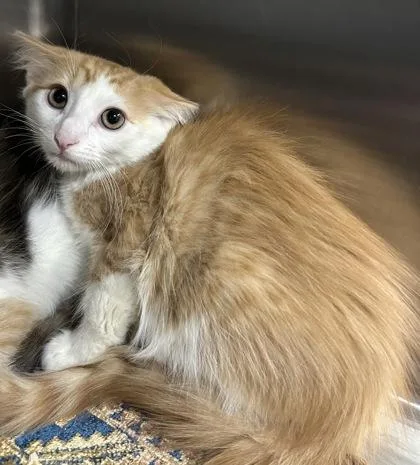 A young small-sized male Domestic Medium Hair cat named Ricky for adoption in Phoenix, AZ