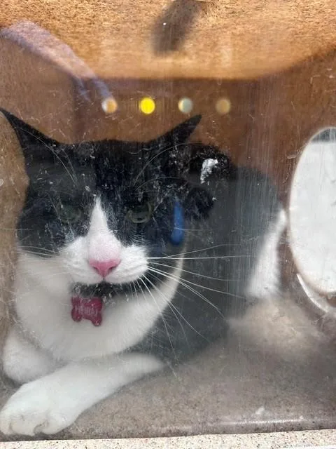 A young medium-sized male Domestic Short Hair cat named Hebei for adoption in Baldwin Park, CA
