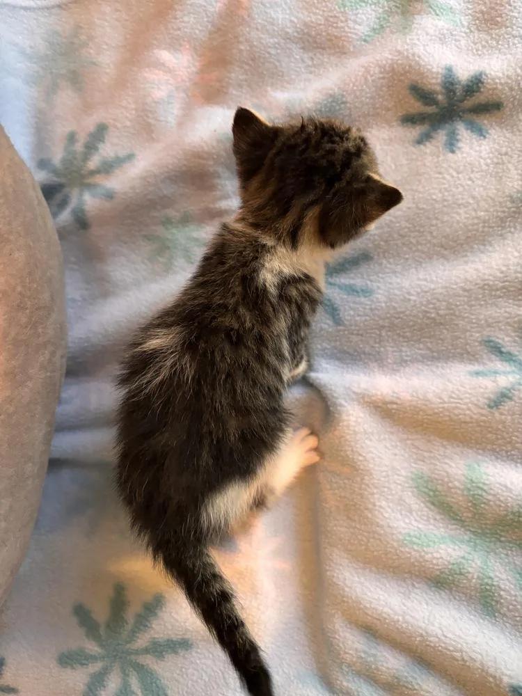 A baby small-sized male Domestic Short Hair cat named Tae for adoption in Henrico, VA