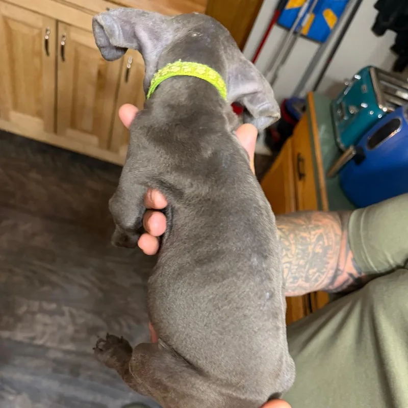 A baby small-sized male Gray / Blue / Silver Cane Corso dog named Green Collar for adoption in manchester, PA