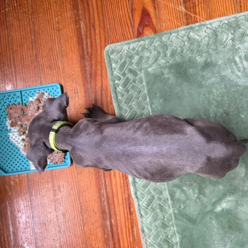 Green Collar thumbnail 2