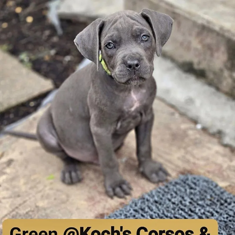 Green Collar thumbnail 3