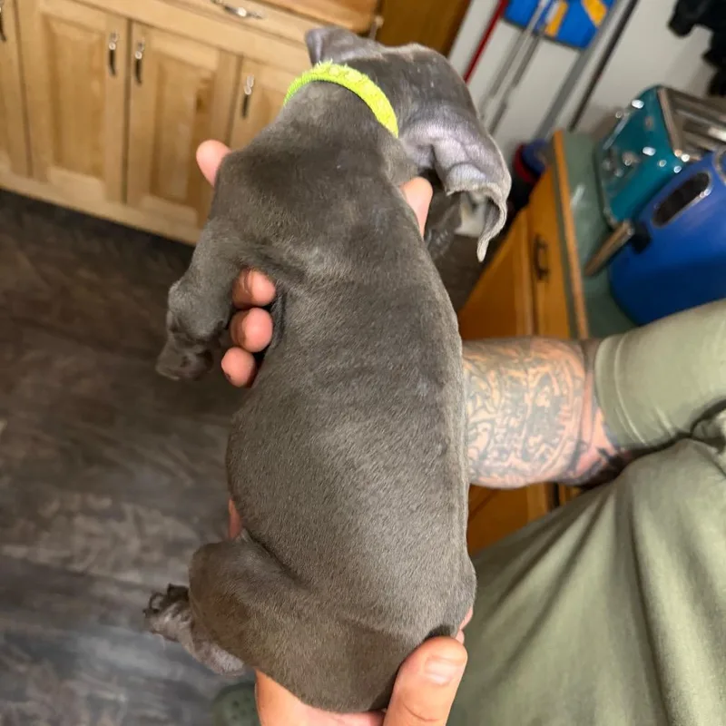 Green Collar thumbnail 5