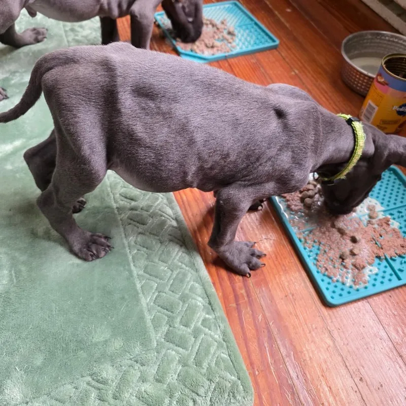 Green Collar thumbnail 6