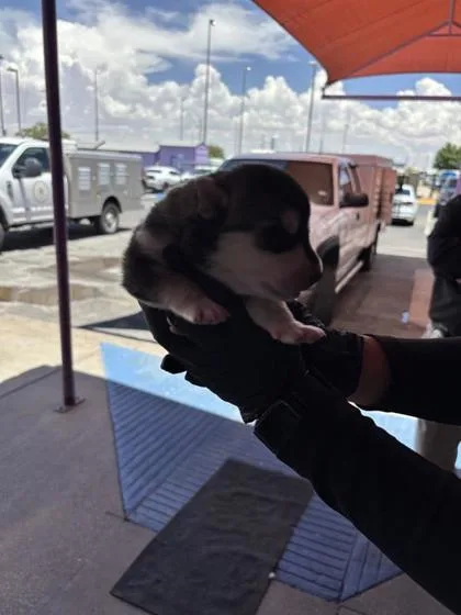 A baby small-sized male White / Cream Shepherd dog named 61110065 for adoption in El Paso, TX