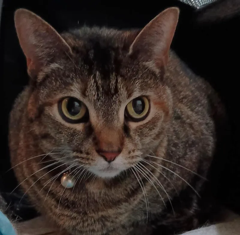 Mattie Pearl thumbnail 2