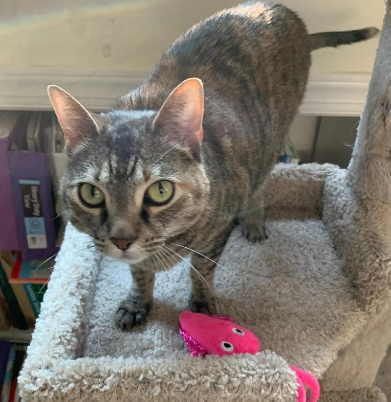 Mattie Pearl thumbnail 3