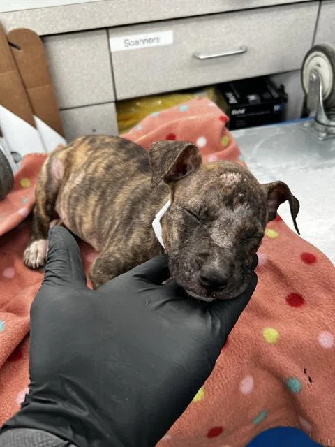 A baby large-sized female Mixed Breed dog named Birdie for adoption in Dallas, TX
