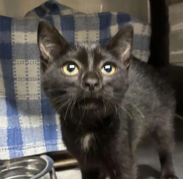 A baby small-sized female Domestic Short Hair cat named Cinder for adoption in Troutdale, OR