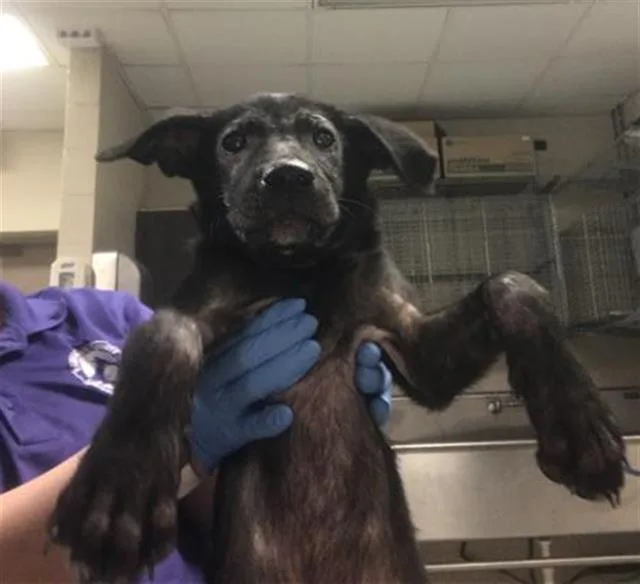 A baby small-sized female Pit Bull Terrier dog named Juliette for adoption in Conroe, TX