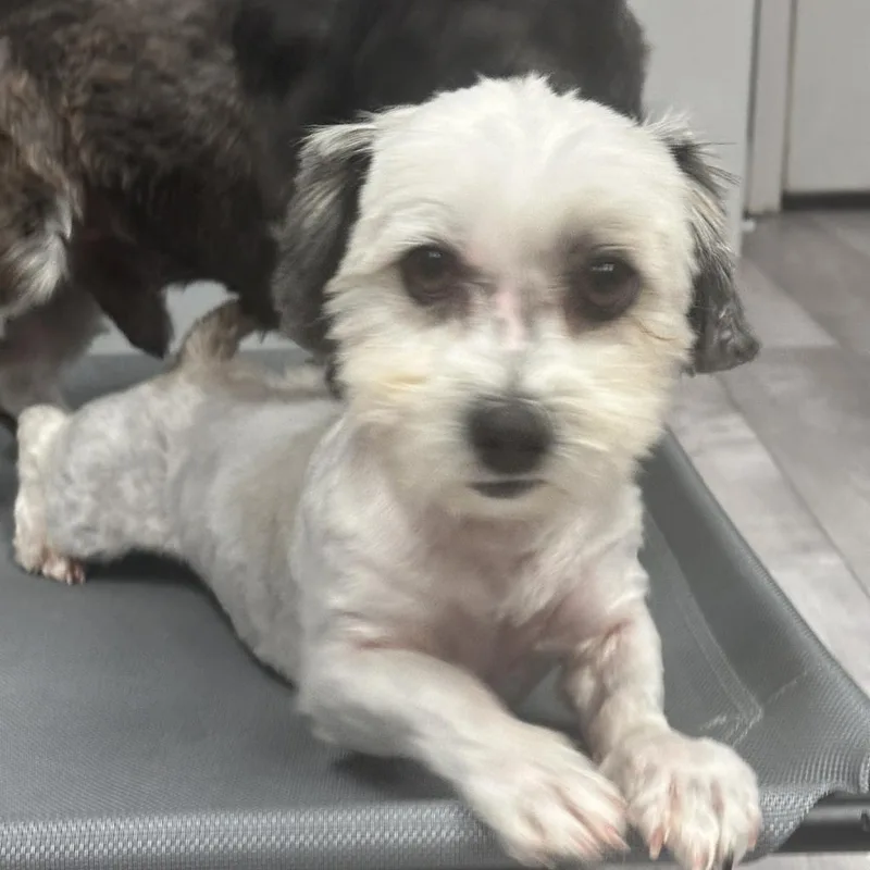 An adult small-sized female Havanese dog named Fantasia for adoption in St. Peters, MO