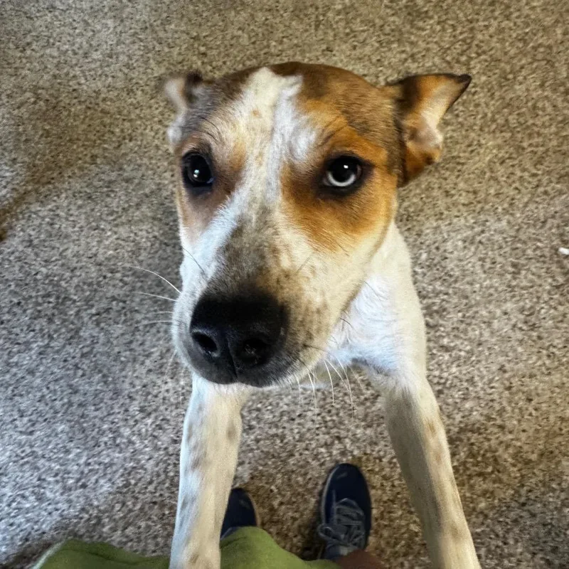 A young medium-sized female White / Cream Australian Shepherd dog named Sharla for adoption in Brownsboro, AL
