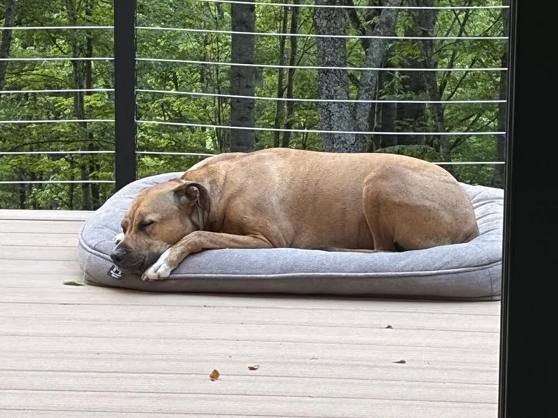 An adult medium-sized male Mixed Breed dog named Finley for adoption in Candler, NC