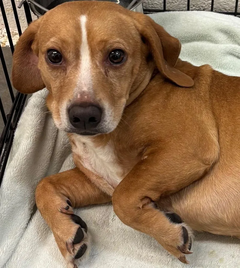 A young small-sized male Beagle dog named Cinnamon for adoption in Elizabethton, TN