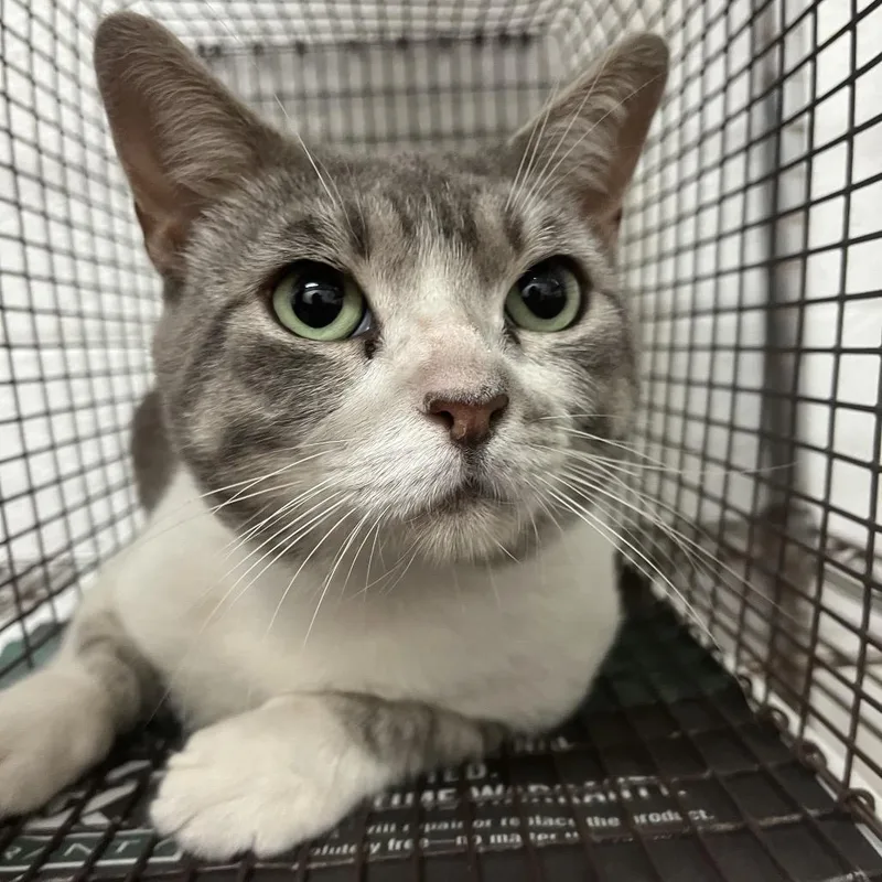 An adult large-sized male Gray / Blue / Silver Domestic Short Hair cat named Lenny for adoption in Edinburg, TX