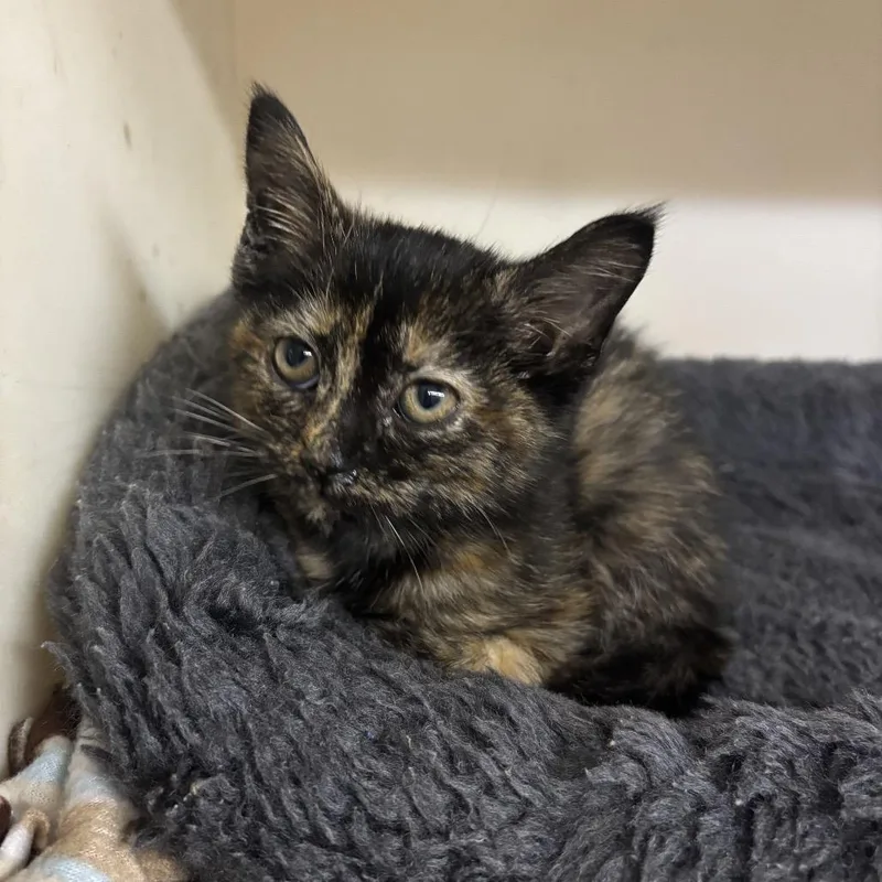 A baby small-sized female Black Domestic Short Hair cat named Koi for adoption in Madison, WI
