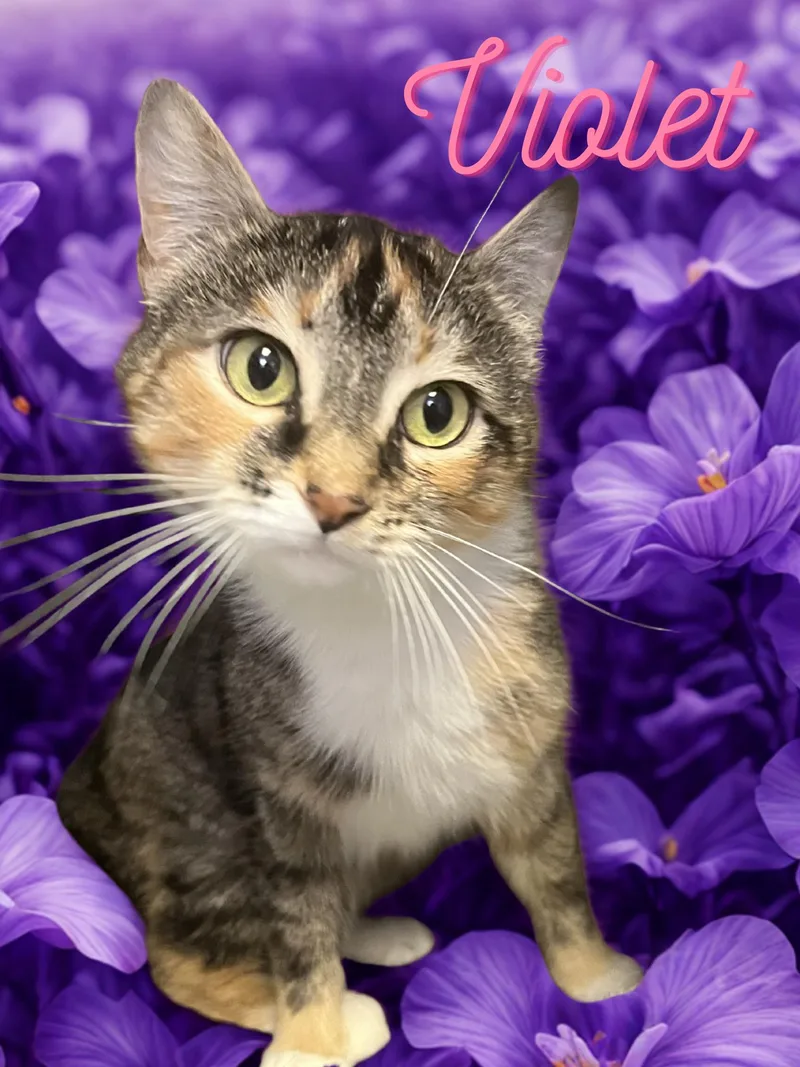 A young medium-sized female Tabby (Tiger Striped) Domestic Short Hair cat named Violet for adoption in Orleans, VT