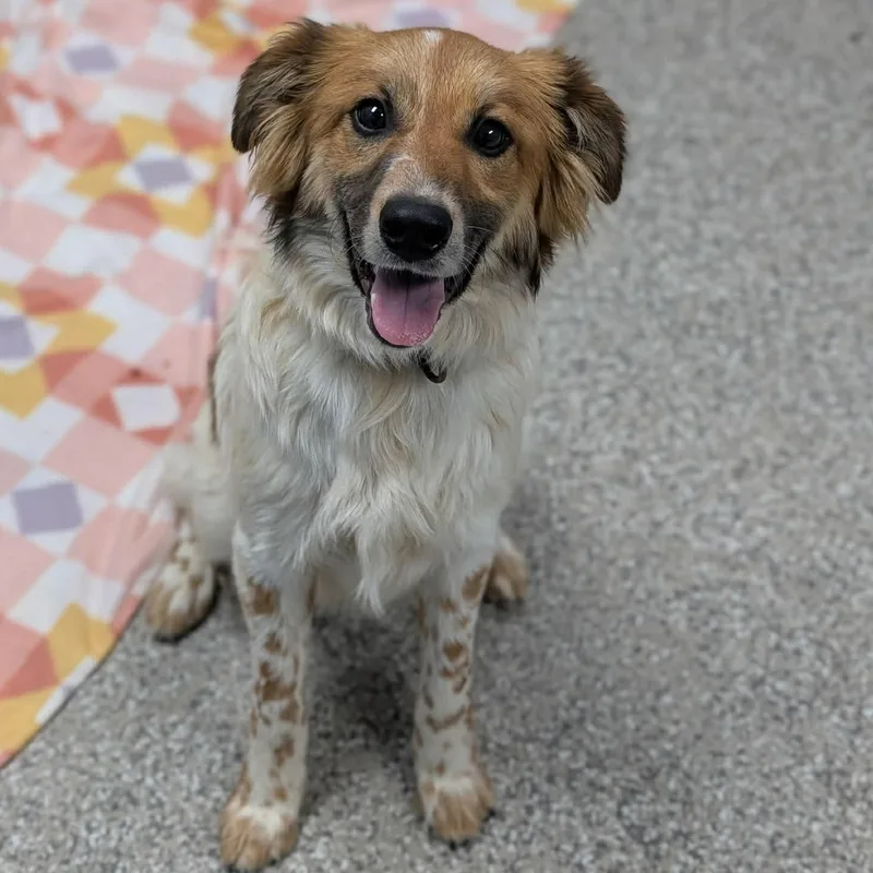 A young medium-sized male Collie dog named Chip for adoption in Enfield, CT