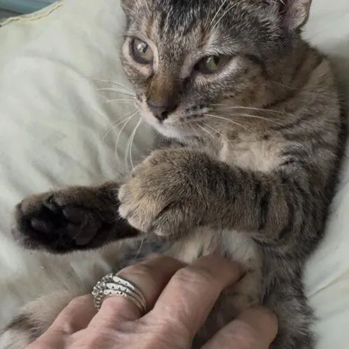 A baby small-sized female Tabby (Brown / Chocolate) Domestic Short Hair cat named Millie for adoption in Tampa, FL