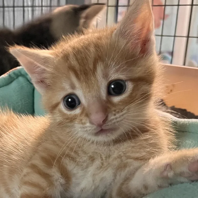 A baby small-sized male Orange / Red Domestic Short Hair cat named Borscht for adoption in Clarksville, AR