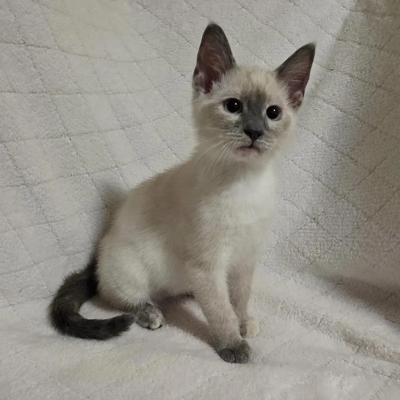 A young small-sized female Lilac Point Siamese cat named Lilah for adoption in Bentonville, AR