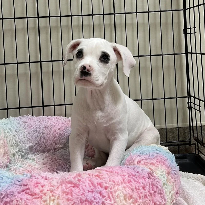 A baby small-sized female White / Cream Boxer dog named Casper for adoption in Lynchburg, VA