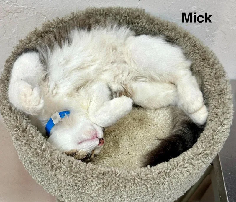 A young small-sized male Black Domestic Short Hair cat named Mick for adoption in Saint George, UT