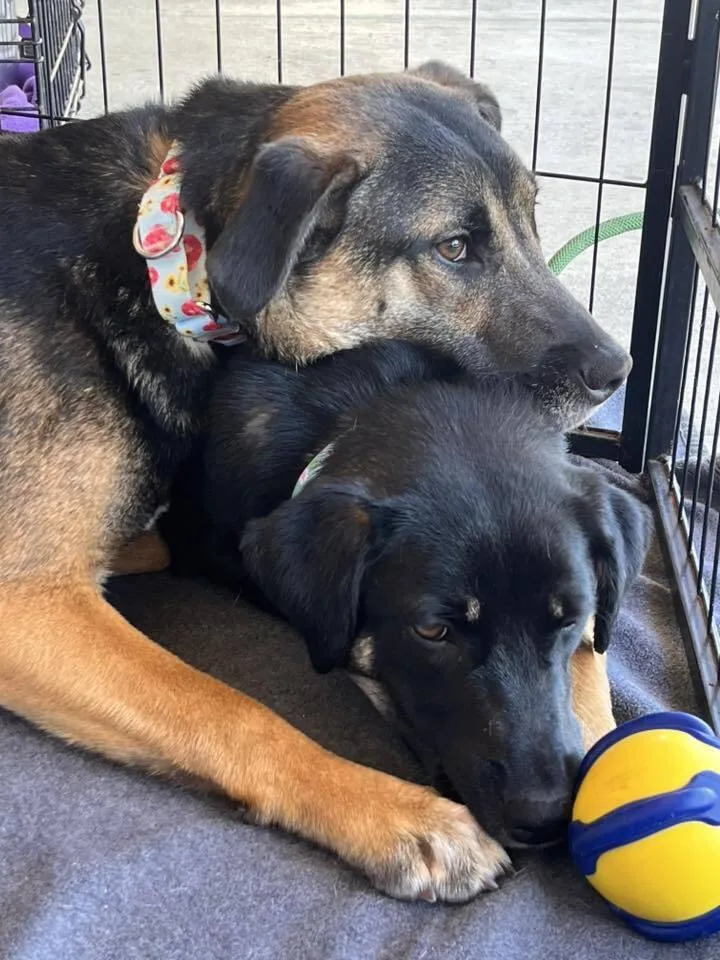 A baby medium-sized female Brown / Chocolate Mixed Breed dog named Anniston for adoption in Acworth, GA