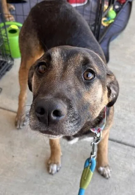 Anniston thumbnail 2