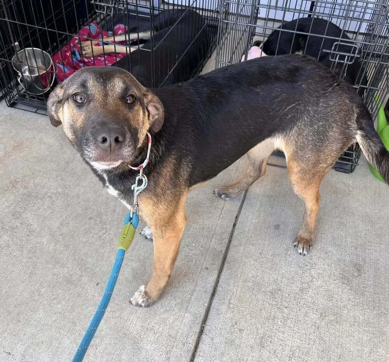 Anniston thumbnail 3