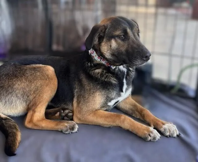 Anniston thumbnail 4