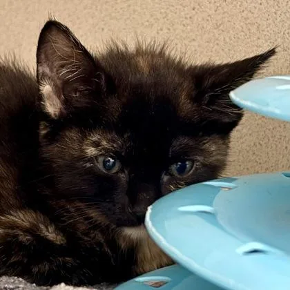 A baby medium-sized female Domestic Short Hair cat named Kayak for adoption in Sacramento, CA