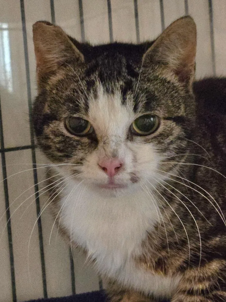 A young medium-sized female Domestic Short Hair cat named Regina for adoption in Shelton, WA