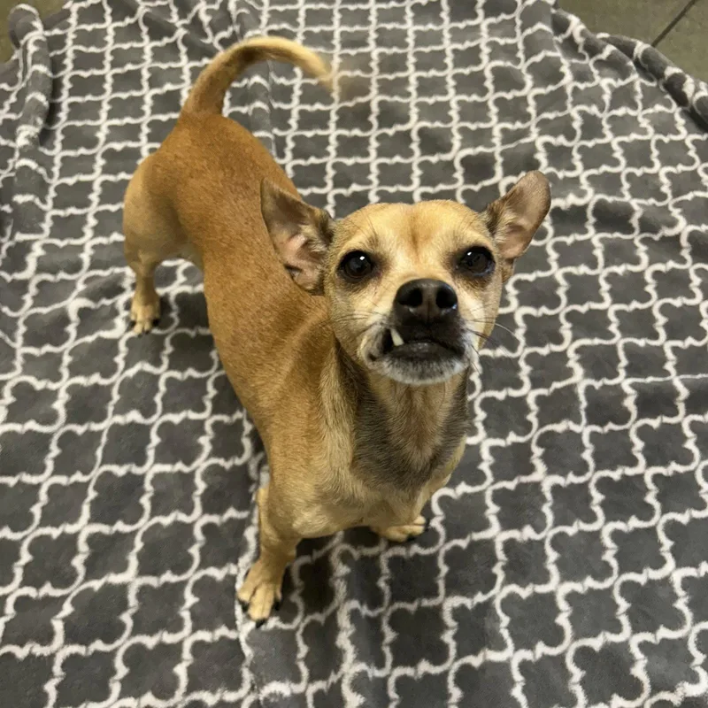 An adult small-sized male Chihuahua dog named Clint for adoption in Burlingame, CA