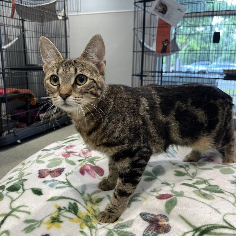 A young small-sized female Brown / Chocolate Domestic Short Hair cat named Mika for adoption in East Hampton, NY