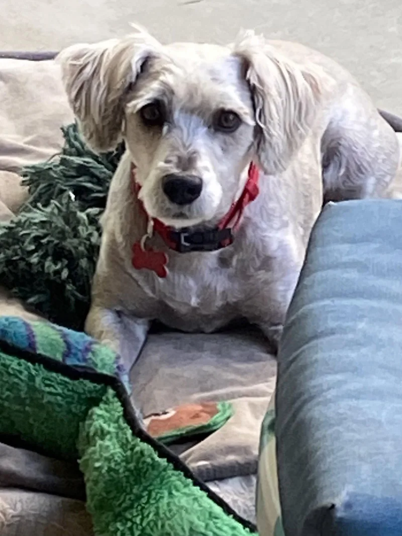 An adult medium-sized male Poodle dog named Bodie for adoption in San Diego, CA