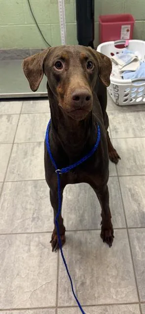 An adult large-sized male Doberman Pinscher dog named Arthur for adoption in Grand Prairie, TX