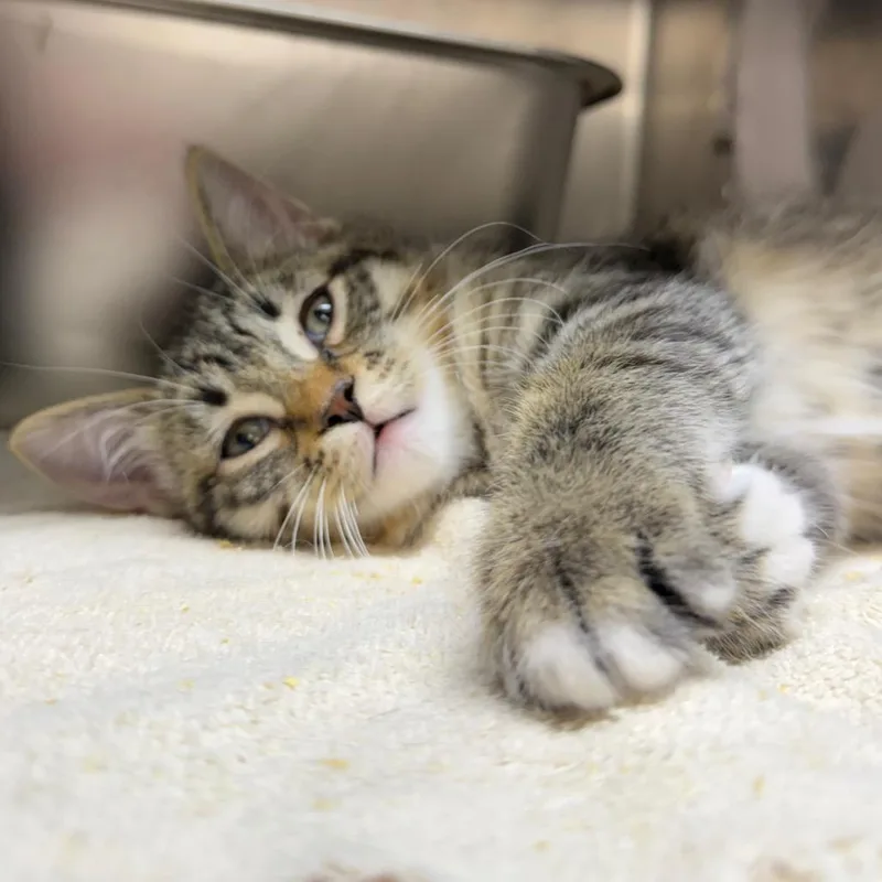 A baby small-sized male Brown / Chocolate Domestic Short Hair cat named Sharktooth for adoption in West Olive, MI