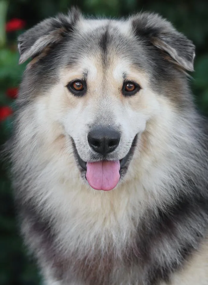 A young large-sized male Tricolor (Brown, Black, & White) German Shepherd Dog dog named Nero Von Nassau for adoption in Los Angeles, CA