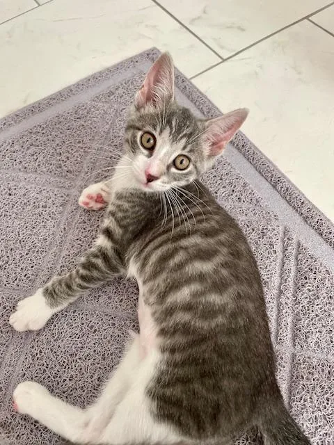 A baby medium-sized female Tabby (Gray / Blue / Silver) Domestic Short Hair cat named Pepper for adoption in Little Falls, NJ