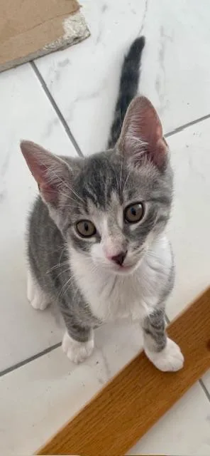 Pepper thumbnail 3
